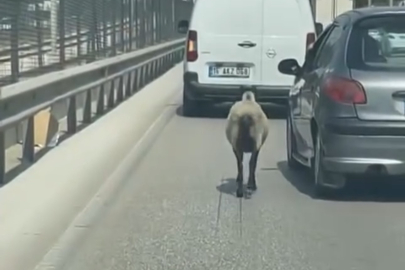 Bursa'da firar eden koyun, trafiği alt üst etti